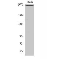 mTOR Polyclonal Antibody