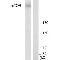 mTOR Polyclonal Antibody