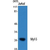 Myf-5 Polyclonal Antibody