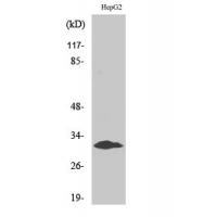 Myf-5 Polyclonal Antibody