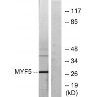 Myf-5 Polyclonal Antibody