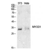 MyoD Polyclonal Antibody