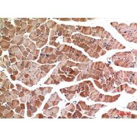 MyoD Polyclonal Antibody