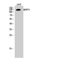 MYPT1 Polyclonal Antibody