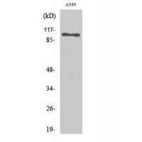 Na+/K+-ATPase α1 Polyclonal Antibody