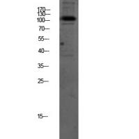 Na+/K+-ATPase α1 Polyclonal Antibody