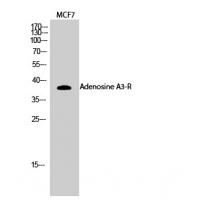 Adenosine A3-R Polyclonal Antibody