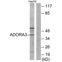 Adenosine A3-R Polyclonal Antibody