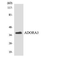 Adenosine A3-R Polyclonal Antibody