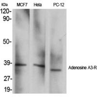 Adenosine A3-R Polyclonal Antibody