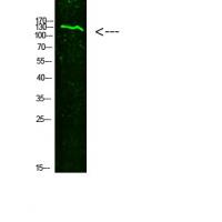 COL19A1 Polyclonal Antibody