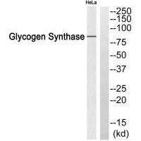 Glycogen Synthase 1 Polyclonal Antibody