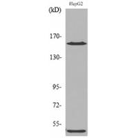 Rock-2 Polyclonal Antibody