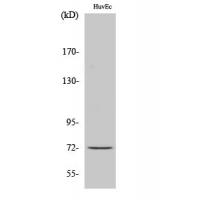 Cdc16 Polyclonal Antibody