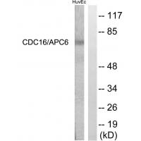 Cdc16 Polyclonal Antibody