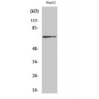 Cdc25A Polyclonal Antibody