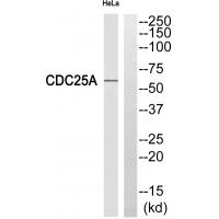 Cdc25A Polyclonal Antibody