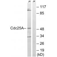 Cdc25A Polyclonal Antibody