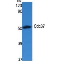 Cdc37 Polyclonal Antibody