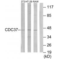 Cdc37 Polyclonal Antibody