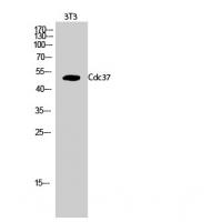 Cdc37 Polyclonal Antibody