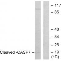 Cleaved-Caspase-7 p20 D198 Polyclonal Antibody