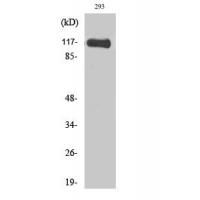 Hrs Polyclonal Antibody