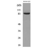 Hrs Polyclonal Antibody