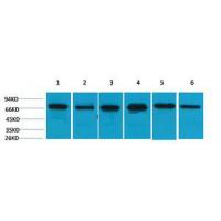 HSC70 Polyclonal Antibody