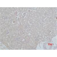 HSC70 Polyclonal Antibody