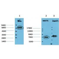 HSC70 Rabbit Polyclonal Antibody