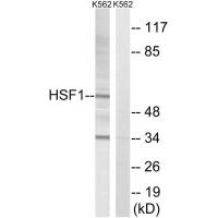 HSF1 Polyclonal Antibody