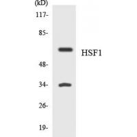 HSF1 Polyclonal Antibody