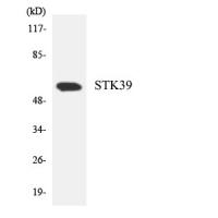 SPAK Polyclonal Antibody