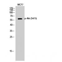 Akt phospho Ser473 Polyclonal Antibody