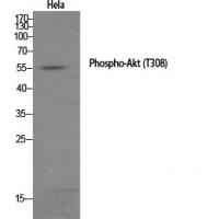 Akt phospho Thr308 Polyclonal Antibody