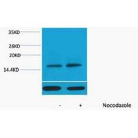 Histone H3 Phospho Thr11 Polyclonal Antibody