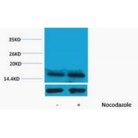 Histone H3 Phospho Thr45 Polyclonal Antibody