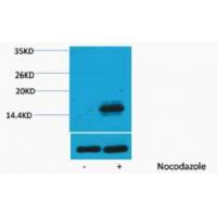 Histone H3 Phospho Thr6 Polyclonal Antibody