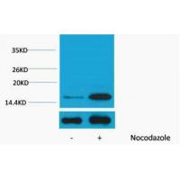 Histone H3 Phospho Tyr41 Polyclonal Antibody