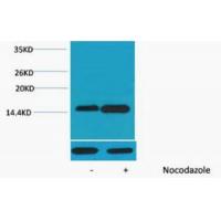 Histone H4 Phospho Ser47 Polyclonal Antibody