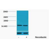 Histone H4 Phospho Thr80 Polyclonal Antibody