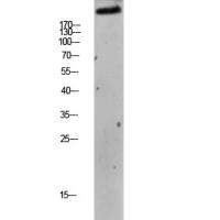 mTOR Phospho Ser2448 Antibody