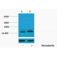 Histone H1 Phospho Thr3 Polyclonal Antibody