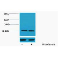 Histone H2A Phospho Ser129 Polyclonal Antibody