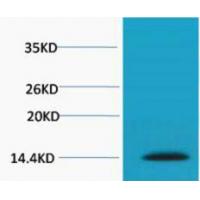 Histone H2A.X Phospho Ser139 Polyclonal Antibody