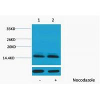 Histone H2B Phospho Ser14 Polyclonal Antibody