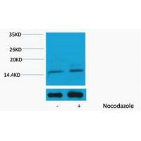 Histone H3 Phospho Ser10 Polyclonal Antibody