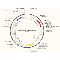 RNAi-Ready pSIREN-RetroQ-DsRed-Express