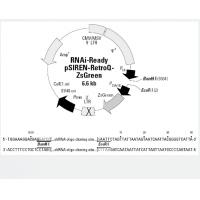 RNAi-Ready pSIREN-RetroQ-ZsGreen